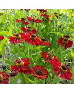 Sonnenbraut (Helenium autumnale) Red Shades