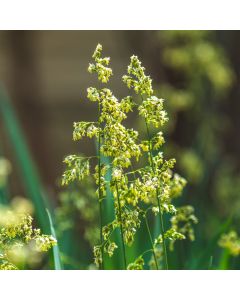 Duftendes Mariengras (Hierochloe odorata) 