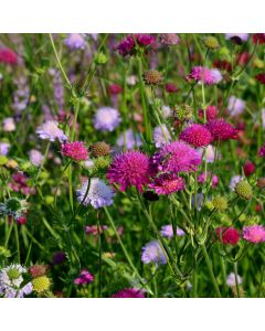 Mazedonische Witwenblume (Knautia macedonica) Melton Pastels