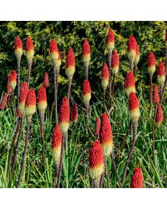 Fackellilie (Kniphofia uvara) Flamenco