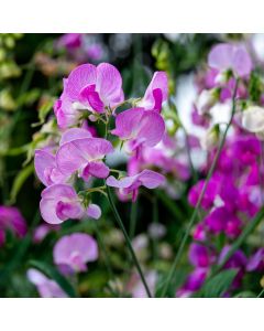 Staudenwicke - Platterbse (Lathyrus latifolius) Pink PEARL