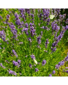 Lavendel (Lavandula angustifolia) Grosso Ornamental