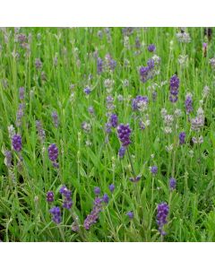 Lavendel (Lavandula angustifolia) HIDEDOTE Compact