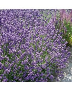 Lavendel (Lavandula angustifolia) Dwarf Blue