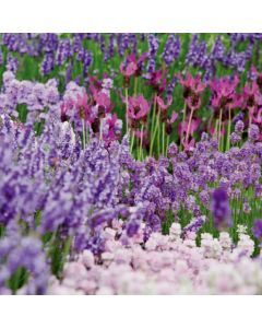 Echter Lavendel (Lavandula officinalis) Tasty Grosso