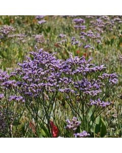 Breitblättriger Meerlavendel (Limonium latifolium) 