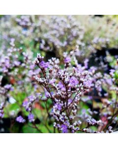 Meerlavendel (Limonium) Blauer Diamant