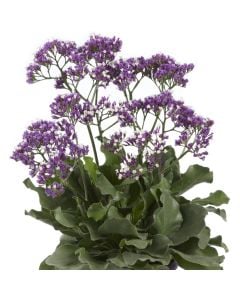 Breitblättriger Meerlavendel (Limonium sinuatum) Salt Lake®