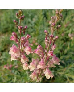 Hohes Leinkraut (Linaria) Peachy