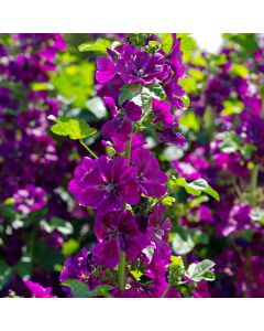 Mauretanische Malve (Malva mauritania) 