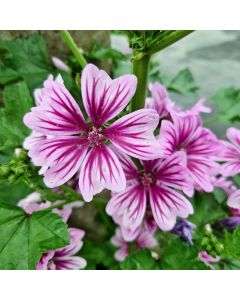 Malve (Malva sylvestris) Zebrina