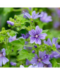 Wilde Malve (Malva sylvestris) Primley Blue