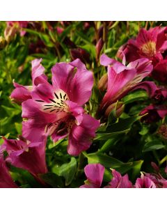 Inkalilie (Alstroemeria) COLORITA Mulan®