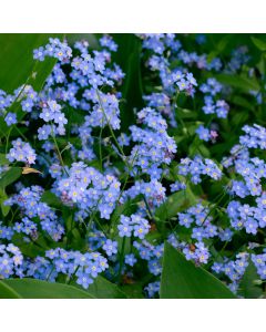 Wald-Vergissmeinicht (Myosotis sylvatica) Miro