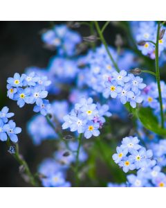 Wald-Vergissmeinicht (Myosotis sylvatica) Victoria Indigoblau