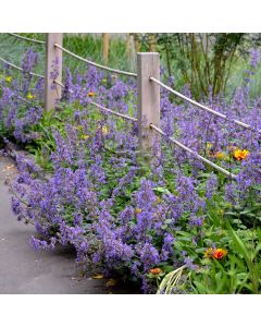 Großblumige Katzenminze (Nepeta grandiflorum) Summer Magic