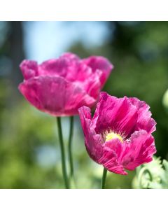 Türkischer Mohn (Papaver orientale) Pink Perfection