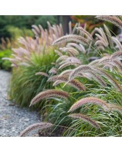 Lampenputzergras (Pennisetum alopecuroides) Hameln