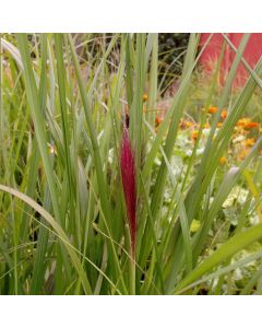 Lampenputzergras (Pennisetum alopecuroides) Red Head