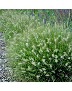 Zwerg-Lampenputzergras (Pennisetum alopecuroides) Little Bunny