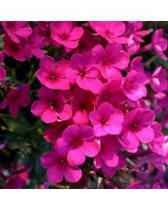 Flammenblume (Phlox paniculata) EARLY Cerise