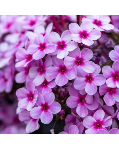 Flammenblume (Phlox paniculata) EARLY Lavender Pop