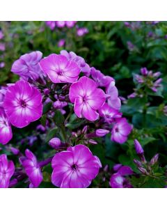 Flammenblume (Phlox paniculata) EARLY Purple Eye