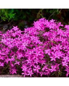 Polsterphlox (Phlox subulata) Atropurpurea