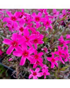 Polsterphlox (Phlox subulata) Atropurpurea