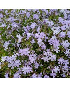 Polsterphlox (Phlox subulata ) Emerald Cushion Blue