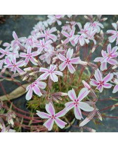 Polsterphlox (Phlox subulata) Kimono Pink-White