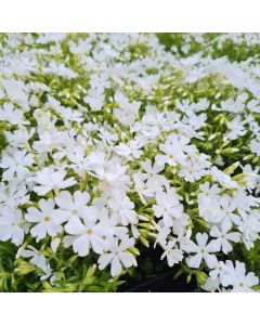 Polsterphlox (Phlox subulata) White Delight