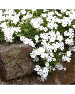 Polsterphlox (Phlox subulata) White Delight