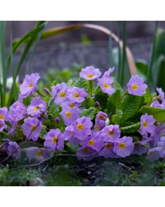 Bergprimel/Teppichprimel (Primula x pruhoniciana) WANDA Blaue Töne