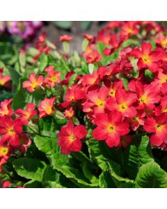 Bergprimel/Teppichprimel (Primula pruhoniciana) WANDA Tomato Red