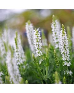 Salbei (Salvia nemorosa) Schneehügel 