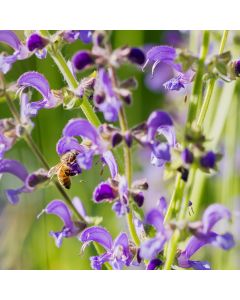 Echter Wiesensalbei (Salvia pratensis) 