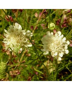 Hellgelbe Skabiose (Scabiosa ochroleuca) 