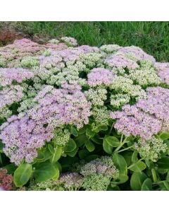 Pracht-Fetthenne (Sedum spectabile) Brilliant