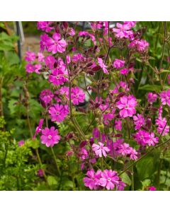 Rote Lichtnelke (Silene dioica) 