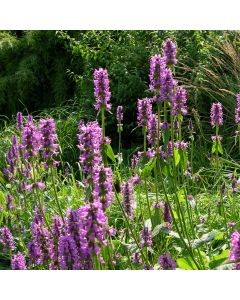 Zottiger Ziest (Stachys monnieri) Hummelo