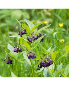 Echter Beinwell (Symphytum officinale)