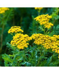 Gewöhnlicher Rainfarn (Tanacetum vulgare) 