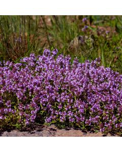 Sandthymian (Thymus serphyllum) 