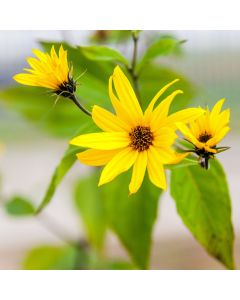 Frühe Topinambur (Helianthus tuberosus) Papas Patio