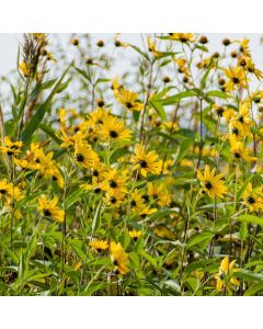 Topinambur (Helianthus tuberosus) Wildacker