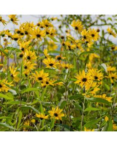 Mittelhohe Topinambur (Helianthus tuberosus) Papas