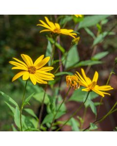 Topinambur (Helianthus tuberosus) Topstar