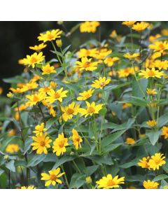 Topinambur (Helianthus strumosus) Völkenroder Spindel