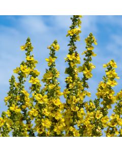 Gelbe Königskerze (Verbascum olympicum) 